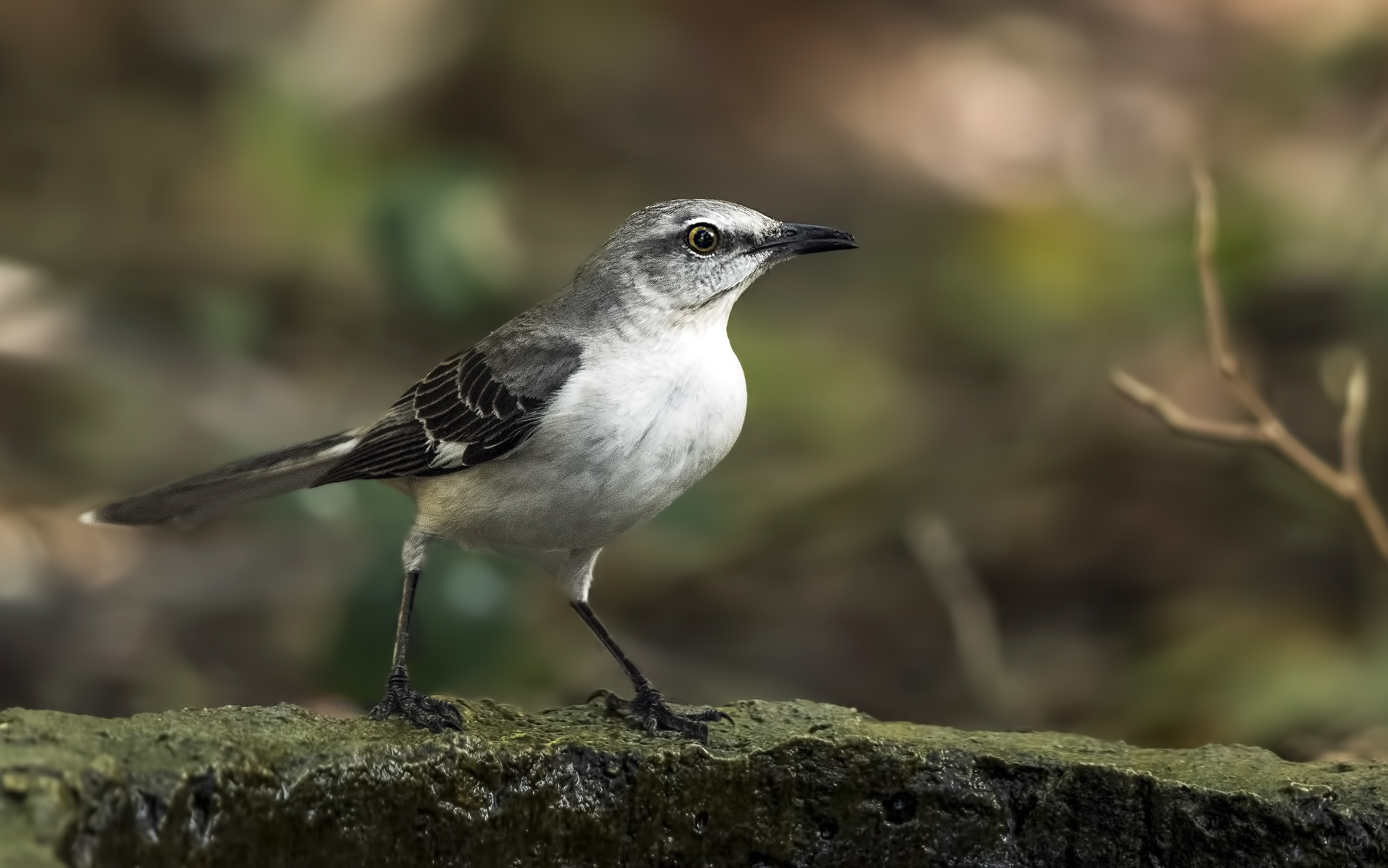 Northern Mockingbird